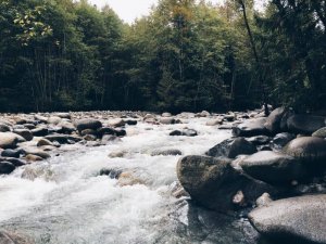 water flowing through rocks in the middle of a forest