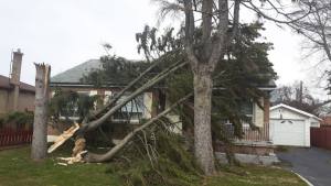 Broken Tree in a yard in front of a house